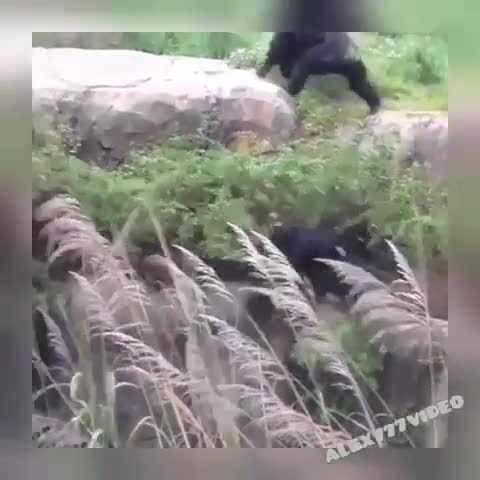 Вот во мху енот