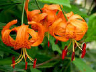 images-21
