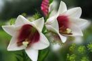 images-22