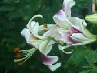 images-24