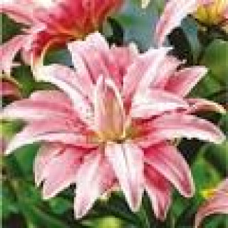 images-25