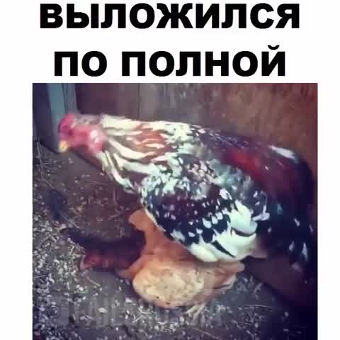 Foiz__VID-20180915-WA0015