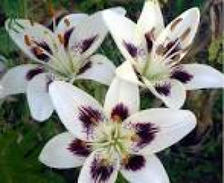 images-4