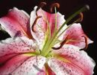 images-5