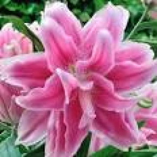 images-7