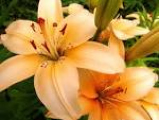 images-8