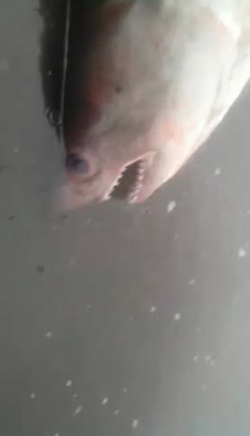 Амур_Елабуга