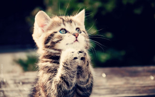 0f79351b45fc68a9f6463d355de29ae3