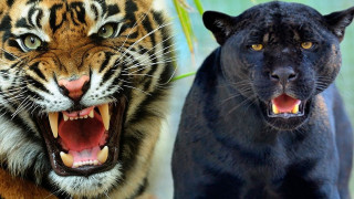 1119f468d61a50425577907cf1b67b16