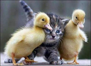 44155093_566164540470878_7889074999640719360_n