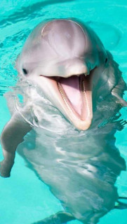 44626050_569516363469029_1074928042427547648_o