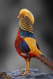 44921189_572394396514559_333354260341194752_n