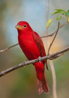 44886034_572378139849518_6970250601603006464_n