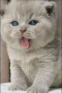 44918380_572427463177919_6215798179690971136_n