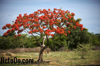 royal-poinciana-growing-profile