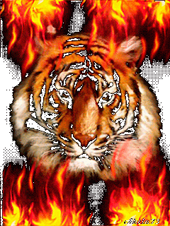 1386510744_animaciya-tigr-i-plamya