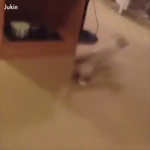 Коты приколисты