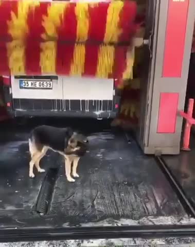 Прошареный собакевич