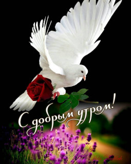 _S_DOBRYM_UTROM__