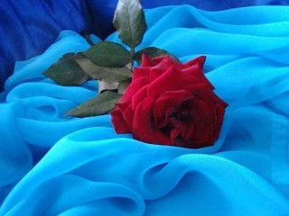 _ROZA__