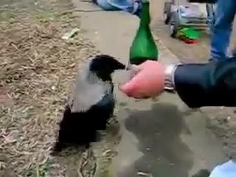 Foiz__46687998_353544592098310_8985306019726884864_n