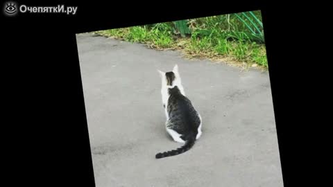 Удивительные_окрасы_кошек