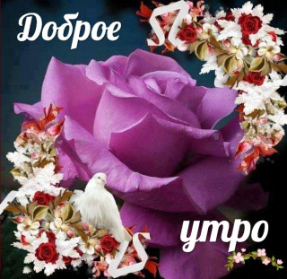 Доброе_утро-11