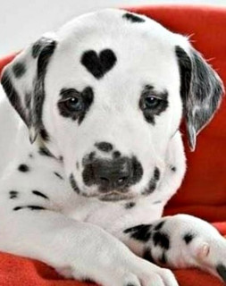 долматинец