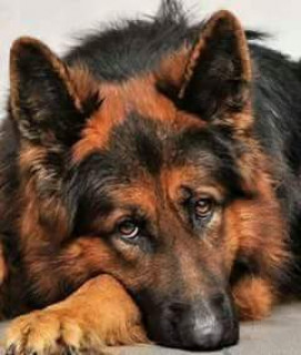 восточноевропейская овчарка