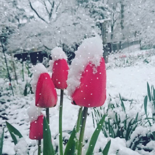 Тюльпаны_в_снегу