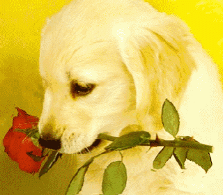 щенок с розой