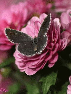 Бабочка на розе