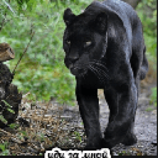 getImage3