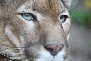 depositphotos_57160873-stock-photo-puma-with-green-eye-posing