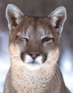 robert-barber-puma-guinando-el-ojo_a-G-411155-0