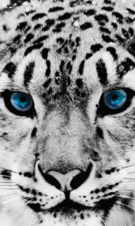 leopard_06
