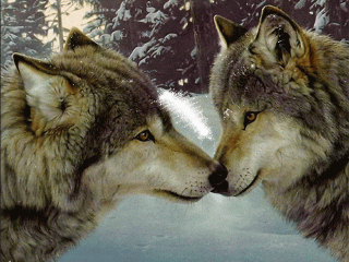 99px__animacii_32986_volchja_para_stoit_nosami_dg_k_dgu