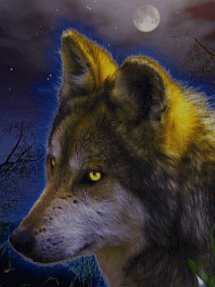 99px__animacii_28566_volk_s_gorjashimi_glazami_pod_lunoj