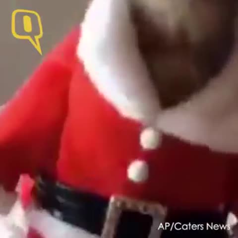 kot_ded_moroz