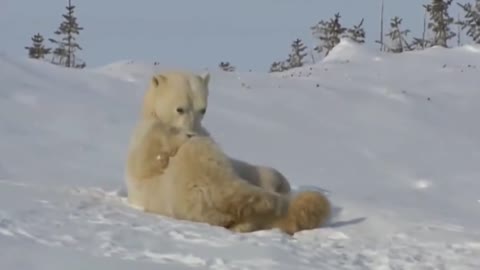 Заплутали_мишки_заплутали