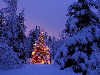 Christmas-Scene-christmas-2736054-500-375-1