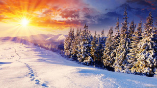 27017-nature-is-this-real-1