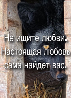 Не ищите Любви