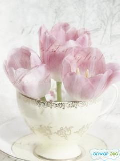 511640272_240x320-98625