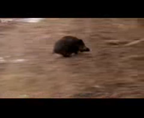 Виды_мяса_какие_виды_мяса_вредны_а_какие_нет