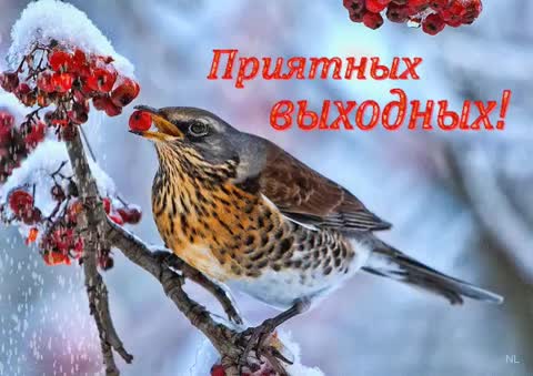 Приятных выходных