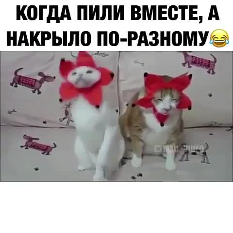 102380323_Prikol_YUmor-nashobmen_
