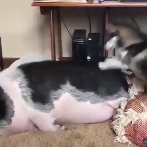 Prowlogodnij-ne_etis__--