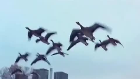 Никольский-ночная_птица