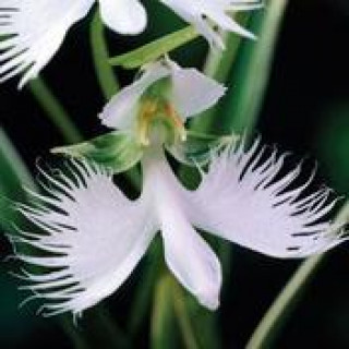 птичья соната